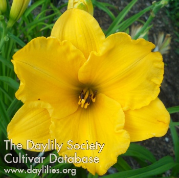 Daylily Super Glowing Gold
